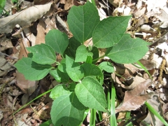 Clerodendrum trichotomum