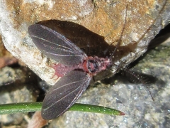 Drosicha corpulenta