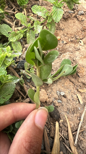 Common Purslane