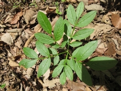 Dictamnus dasycarpus