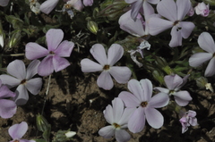 Phlox viscida