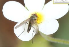 Phthiriinae