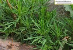 Artemisia selengensis