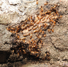 Nasutitermes corniger