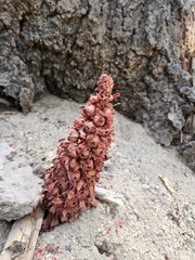 Sarcodes sanguinea, photograph (c) Jackie T, some rights reserved (CC BY)