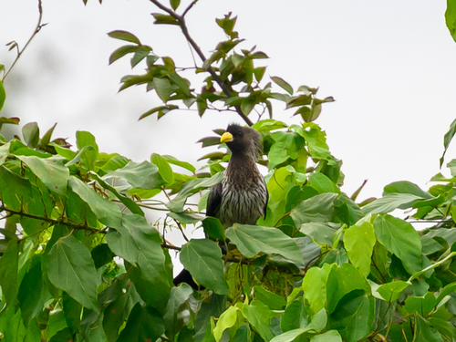 Western Plantain-eater