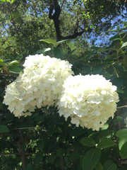 Viburnum macrocephalum