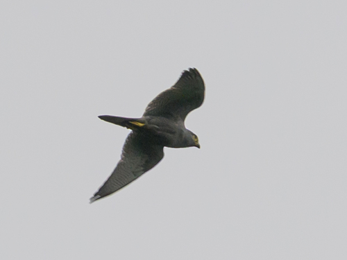 Gray Kestrel