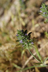 Pogogyne serpylloides