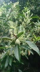 Itea