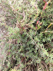 Frankenia pauciflora