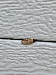 Agonopterix atrodorsella