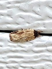 Agonopterix atrodorsella