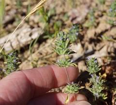 Pogogyne serpylloides