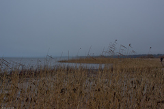Phragmites australis