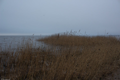Phragmites australis