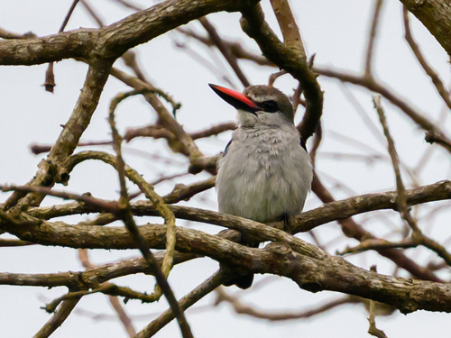Woodland Kingfisher