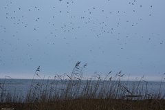 Phragmites australis