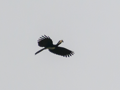 West African Pied Hornbill