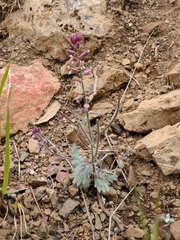 Streptanthus hispidus