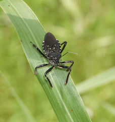 Apiomerus longispinis