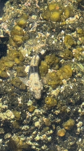 Bathygobius coalitus observed 2026-08-12