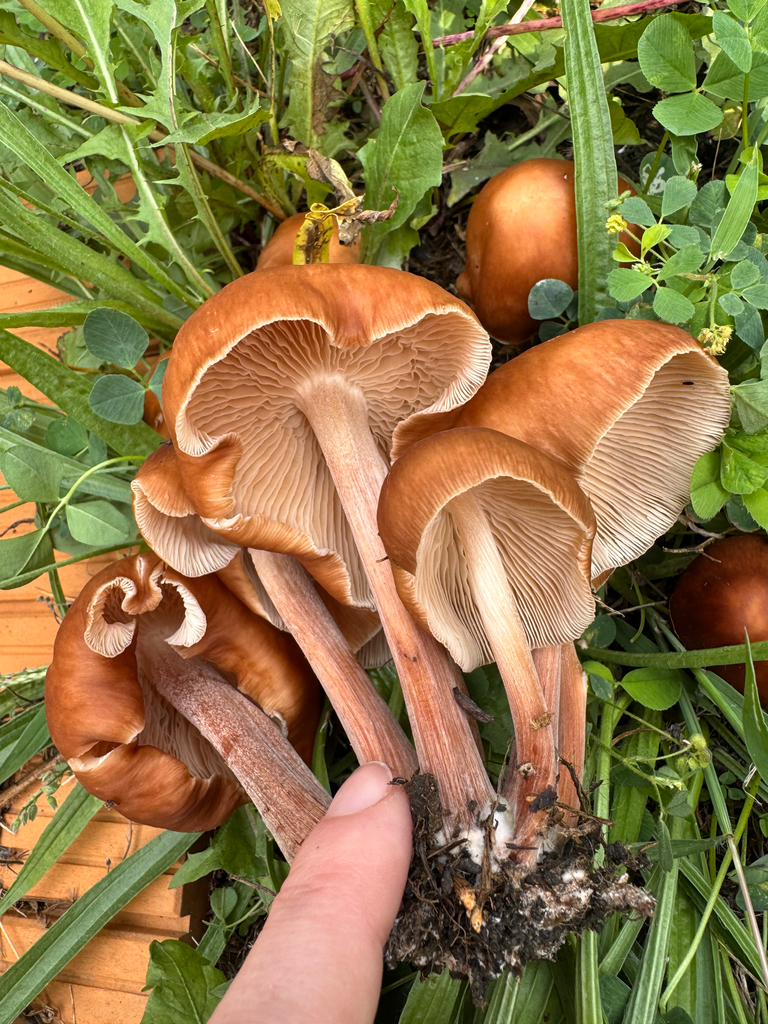 Luxury Caps · August 2026 · photo: Photo: (c) sarah caitlin williams, some rights reserved (CC BY) · iNaturalist