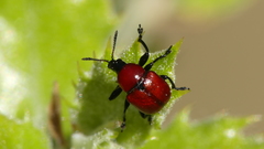 Attelabus nitens