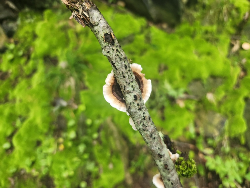 turkey-tail · August 2026 · photo: Photo: (c) Summit Metro Parks, some rights reserved (CC BY) · iNaturalist