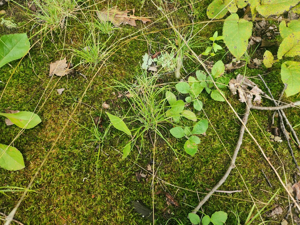 Danthonia spicata; photograph (c) Summit Metro Parks, some rights reserved (CC BY)