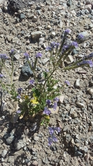 Phacelia crenulata