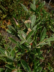 Salix breweri