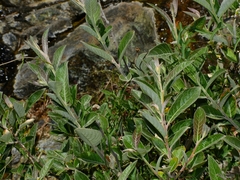 Salix breweri