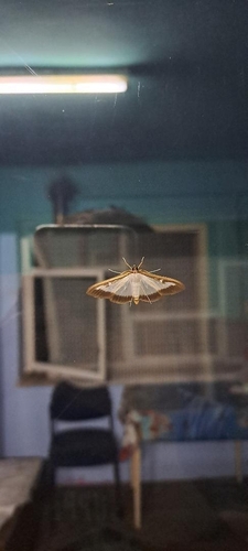 Box Tree Moth