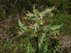 Cirsium fontinale obispoense