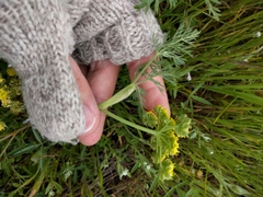 Lomatium utriculatum