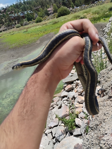 Western Terrestrial Garter Snake observed by lakotaherps