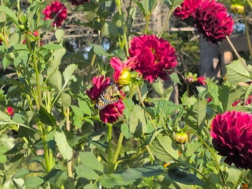 Monarch