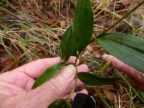 Schelhammera multiflora observed 2026-08-12