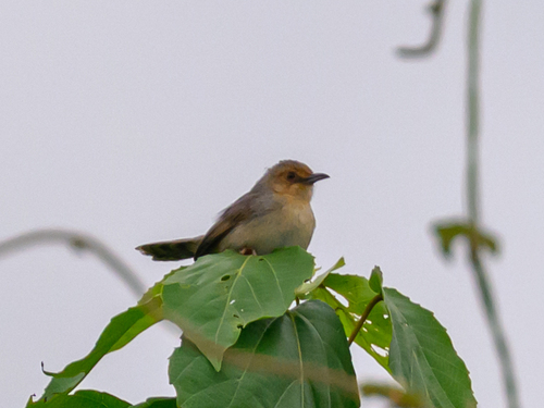 Red-faced Cisticola