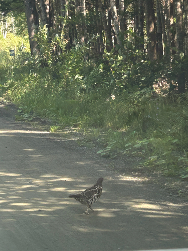 Ruffed Grouse observed by bigharbourisland