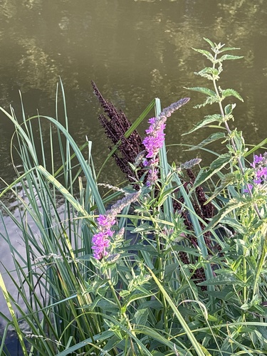 purple loosestrife