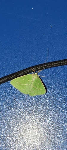 Essex Emerald