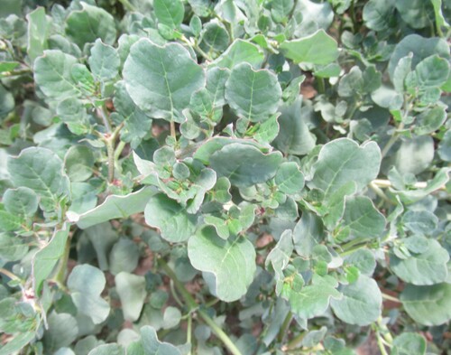 Trianthema portulacastrum, photograph 6