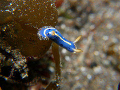 Hypselodoris festiva