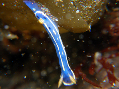 Hypselodoris festiva