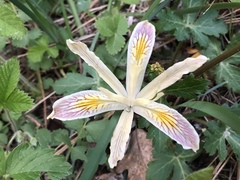 Iris chrysophylla