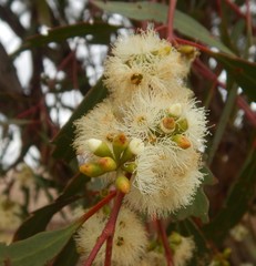 Eucalyptus odorata