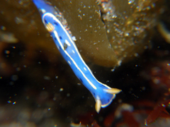 Hypselodoris festiva