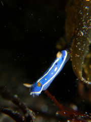 Hypselodoris festiva